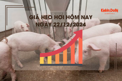 Giá heo hơi hôm nay 29/12: cao nhất 69.000 đồng/kg