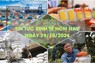 Tin tức kinh tế 29/12: bưởi đỏ tiến vua “cháy hàng” 