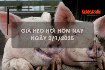 Giá heo hơi hôm nay 2/1: miền Trung và miền Nam tiếp tục tăng