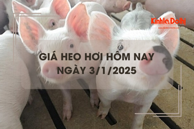 Giá heo hơi hôm nay 3/1: cao nhất 69.000 đồng/kg