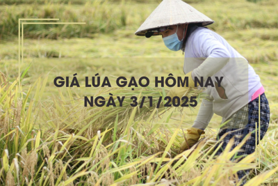 Giá lúa gạo hôm nay 3/1: giá gạo tăng nhẹ