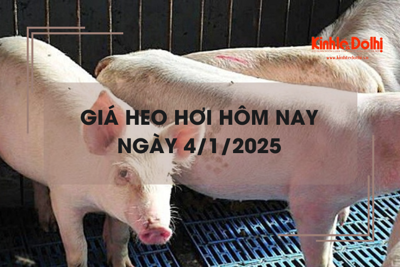 Giá heo hơi hôm nay 4/1: tăng mạnh tại các tỉnh, thành phía Nam