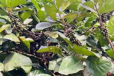 Giá cà phê hôm nay 5/1/2025: Robusta tăng trong tuần đầu tiên năm 2025