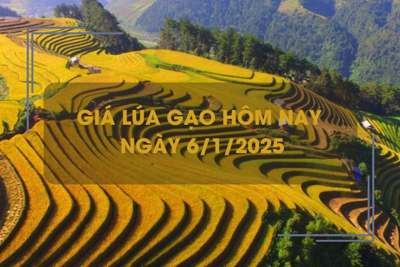 Giá lúa gạo hôm nay 6/1: giá lúa dao động 7.800 - 8.000 đồng/kg