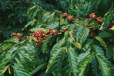 Giá cà phê hôm nay 7/1/2025: Robusta tăng trở lại, áp sát mốc 5.000 USD/tấn