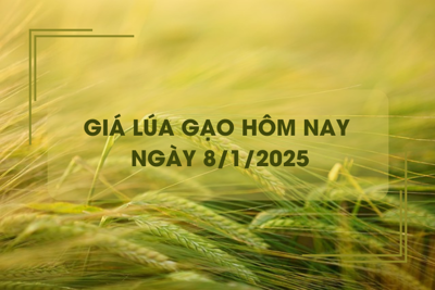 Giá lúa gạo hôm nay 8/1: giá lúa quay đầu giảm mạnh