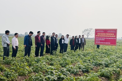 Hà Nội sẽ xây dựng vùng trồng khoai tây vụ Đông tập trung, quy mô lớn