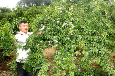 Sơn La: tái cơ cấu ngành nông nghiệp từ các sản phẩm OCOP