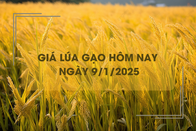 Giá lúa gạo hôm nay 9/1: biến động không đồng nhất