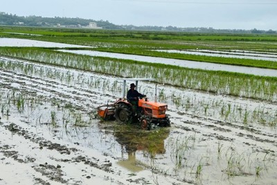 Hơn 1.000 ha lúa đông xuân ở Quảng Ngãi bị ngập úng, hư hại