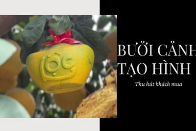 Bưởi cảnh tạo hình "tài lộc" thu hút khách mua