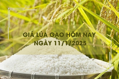 Giá lúa gạo hôm nay 11/1: giá gạo giảm 200 đồng/kg