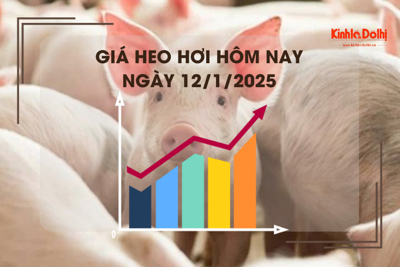 Giá heo hơi hôm nay 12/1: tiếp đà tăng tại nhiều địa phương