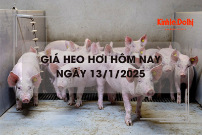 Giá heo hơi hôm nay 13/1: chững giá ngày đầu tuần