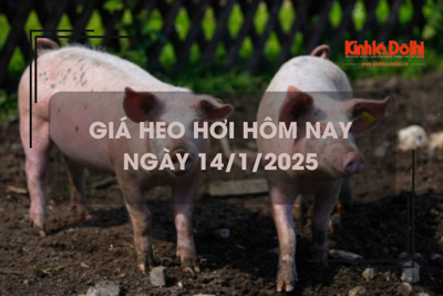 Giá heo hơi hôm nay 14/1: miền Nam ghi nhận tăng 1.000 đồng/kg