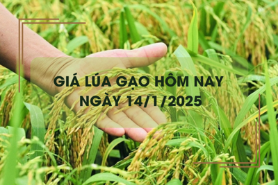 Giá lúa gạo hôm nay 14/1: giá gạo giảm nhẹ