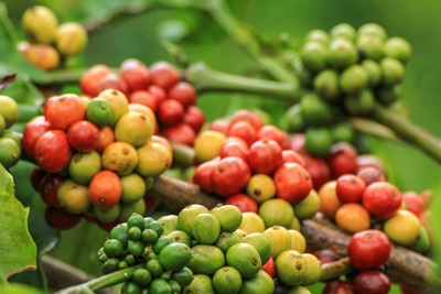 Giá cà phê hôm nay 14/1/2025: Arabica tăng tiếp, vụ thu hoạch diễn ra thuận lợi