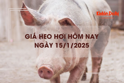 Giá heo hơi hôm nay 15/1: biến động trái chiều