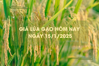 Giá lúa gạo hôm nay 15/1: giá lúa giảm mạnh 900 đồng/kg