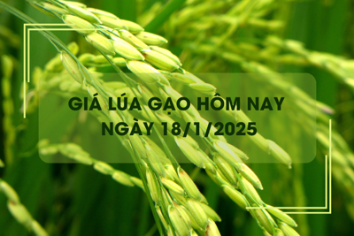 Giá lúa gạo hôm nay 18/1: gạo tiếp đà tăng giá