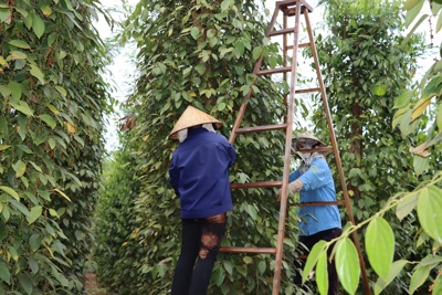 Giá tiêu hôm nay 18/1/2025: lý do khiến Trung Quốc tăng mua ngay sau tết 2025