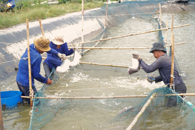 Nhờ tiên phong nuôi cá đặc sản, lão nông thu tiền tỷ mỗi năm