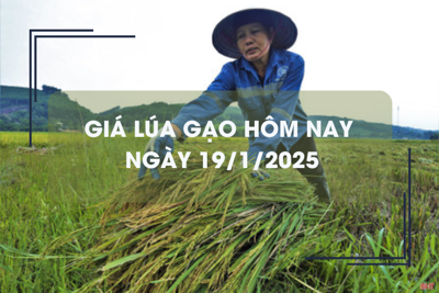 Giá lúa gạo hôm nay 19/1: giá gạo xuất khẩu Việt Nam giảm 3 USD/tấn