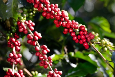 Giá cà phê hôm nay 19/1/2025: Robusta thêm 40 USD/tấn, Đắk Lắk-Đắk Nông tăng nhẹ