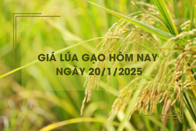 Giá lúa gạo hôm nay 20/1: gạo xuất khẩu xuống thấp nhất trong 2 năm qua