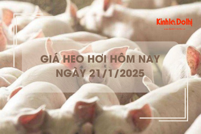 Giá heo hơi hôm nay 21/1: miền Bắc và miền Trung giảm nhẹ 1.000 đồng/kg