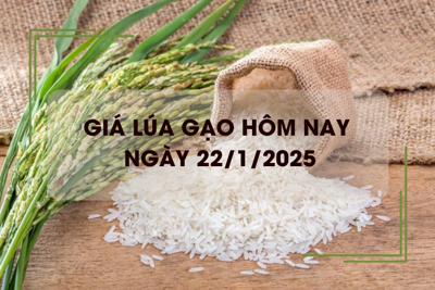 Giá lúa gạo hôm nay 22/1: lúa đảo chiều giảm sâu