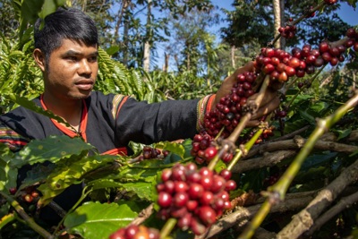 Giá cà phê hôm nay 23/1/2025: tăng 3 ngày liên tiếp, Robusta thêm gần 200 USD/tấn