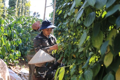 Giá tiêu hôm nay 23/1/2025: tiếp tục tăng tại Đắk Lắk, Bà Rịa - Vũng Tàu