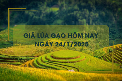 Giá lúa gạo hôm nay 24/1: giá gạo chợ lẻ giảm mạnh