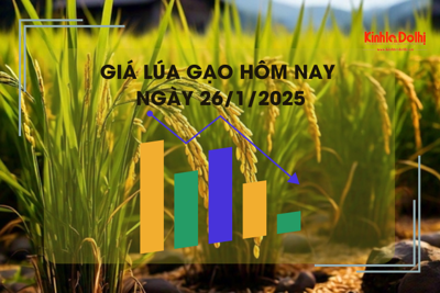 Giá lúa gạo hôm nay 26/1: giao dịch mua bán chậm do nhiều kho nghỉ Tết