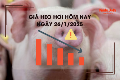 Giá heo hơi hôm nay 26/1: Hà nội cao nhất 68.000 đồng/kg