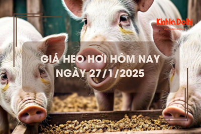 Giá heo hơi hôm nay 27/1: sáng ngày 28 tháng Chạp chững giá