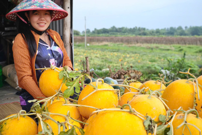 Bạc Liêu: "Xóm dưa” đón Tết