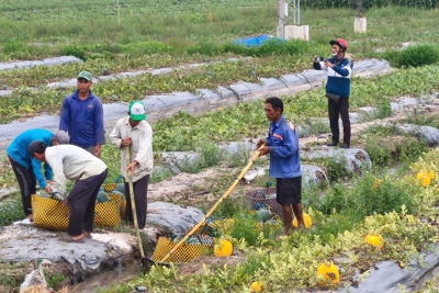 Bạc Liêu: thành công từ trồng màu trên đất lúa