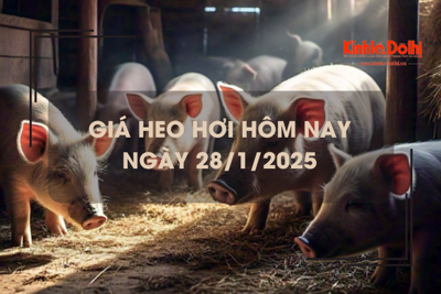 Giá heo hơi hôm nay 28/1: miền Nam cao nhất cả nước