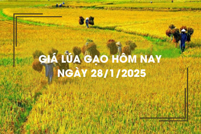 Giá lúa gạo hôm nay 28/1: giao dịch lúa mới ngưng do nghỉ Tết