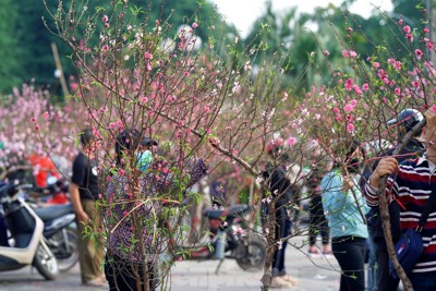 Ngày cuối năm, đào quất giảm nhẹ, rau củ ổn định