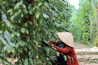 Giá tiêu hôm nay 29/1/2025: chờ đợi giá tiêu tăng ngay sau nghỉ Tết Nguyên đán