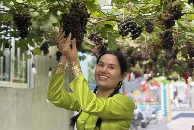 Trải nghiệm vườn nho kẹo trĩu quả tại Cần Thơ