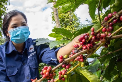 Giá cà phê hôm nay 1/2/2025: Arabica tiếp tục tăng giữa căng thẳng nguồn cung