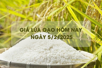 Giá lúa gạo hôm nay 5/2: giá gạo tăng nhẹ 100 đồng/kg