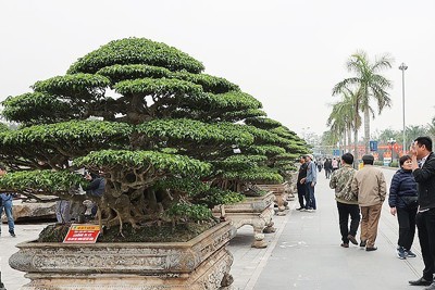 Khai mạc trưng bày sinh vật cảnh chào mừng lễ hội Khai ấn đền Trần 2025