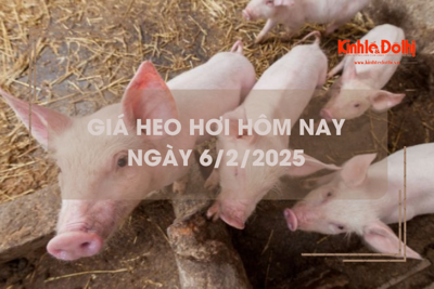 Giá heo hơi hôm nay 6/2: miền Nam cao nhất cả nước 72.000 đồng/kg