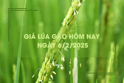 Giá lúa gạo hôm nay 6/2: giao dịch lúa mới chậm