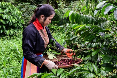 Giá cà phê hôm nay 7/2/2025: Arabica liên tiếp lập kỷ lục, tăng liền 12 ngày